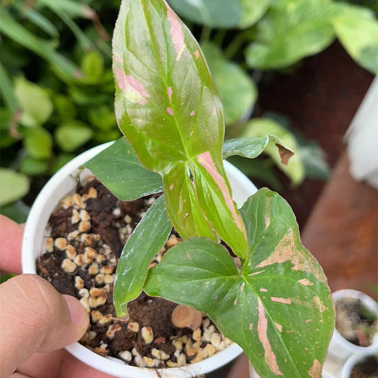 Syngonium Pink Splash
