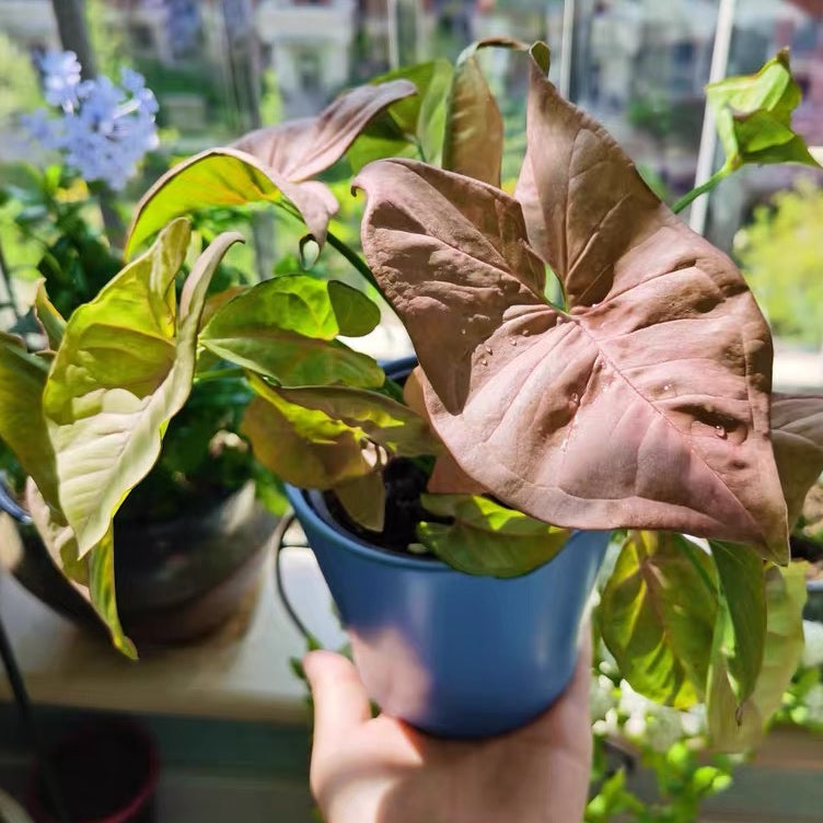 Syngonium Podophyllum ' Neon Robusta '