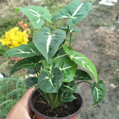Syngonium Wendlandii