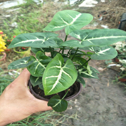 Syngonium Wendlandii