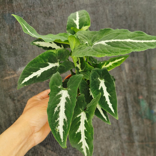 Syngonium Wendlandii