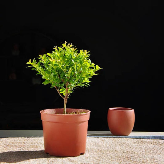 Syzygium Grijsii Bonsai ( Syzygium grijsii ) 