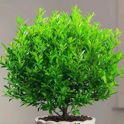 Syzygium Grijsii Bonsai ( Syzygium grijsii ) 