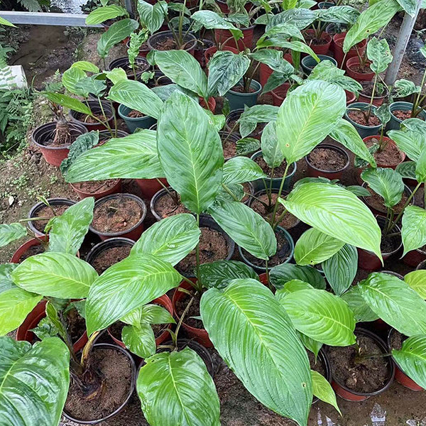 Tacca chantrieri Andre