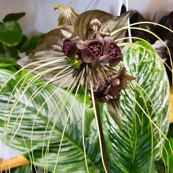 Tacca chantrieri Andre