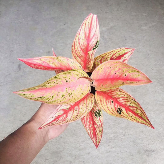 Aglaonema Widuri