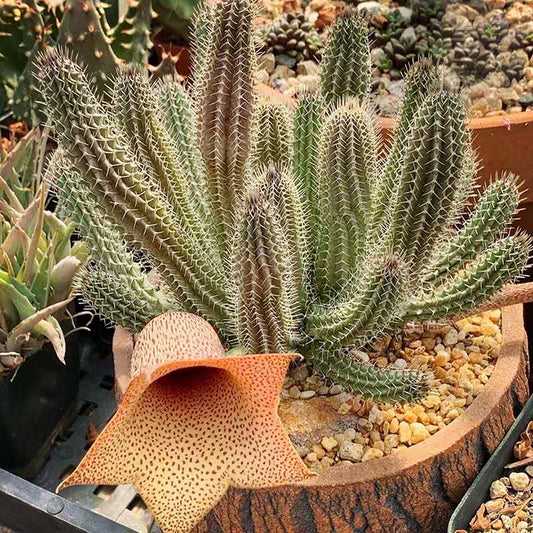 Tavaresia barklyi