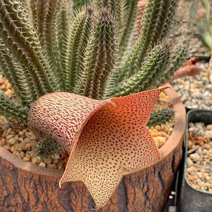 Tavaresia barklyi