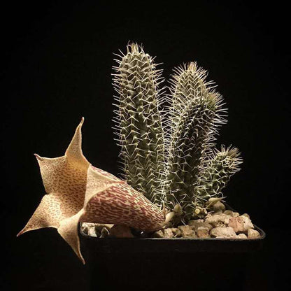Tavaresia barklyi
