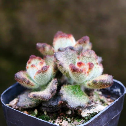 teddy bear plant succulent Teddy Bear (Kalanchoe tomentosa )