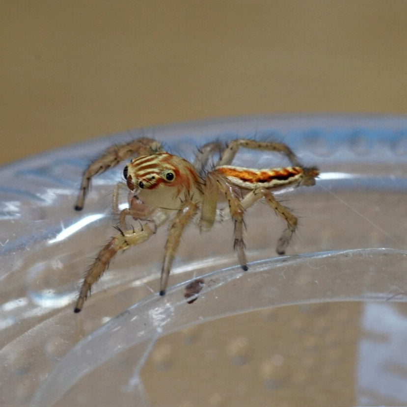 Oriental Jumping Spider (Telamonia caprina)