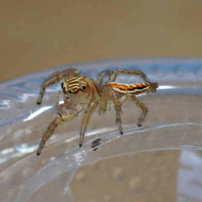 Oriental Jumping Spider (Telamonia caprina)