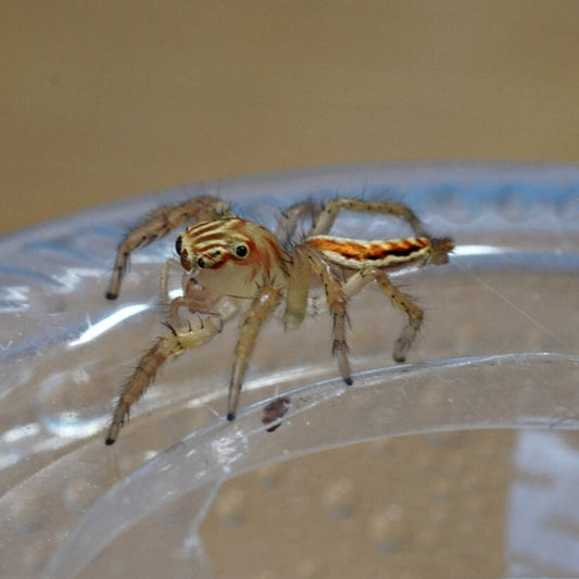 Oriental Jumping Spider (Telamonia caprina)