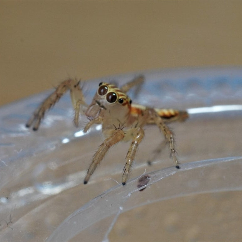 Oriental Jumping Spider (Telamonia caprina)