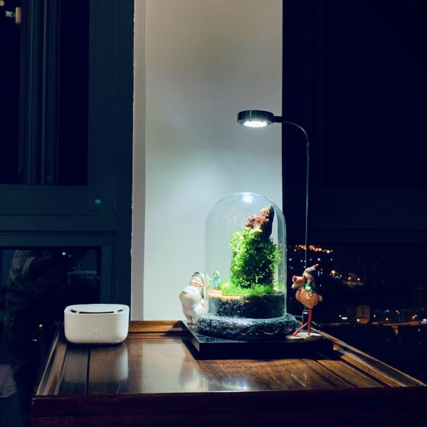 Terrarium Set with LED Grow Light