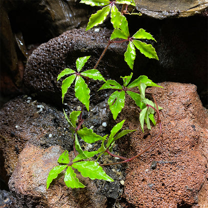 Tetrastigma obtectum (Wall.) Planch.