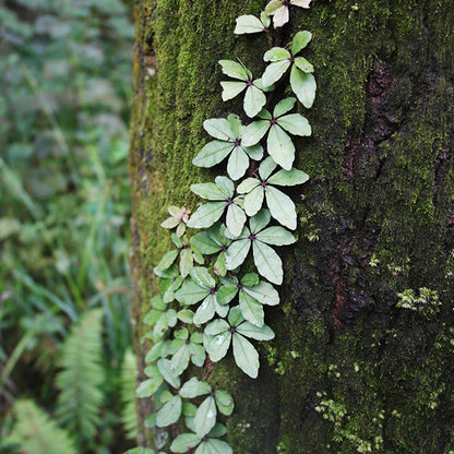 Tetrastigma obtectum (Wall.) Planch.