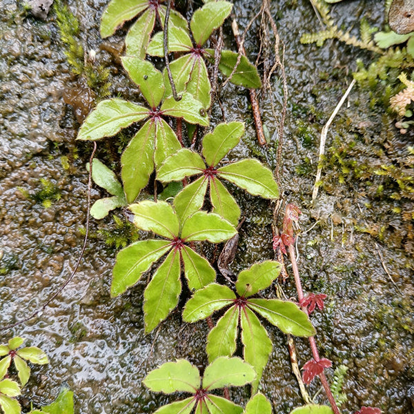 Tetrastigma obtectum (Wall.) Planch.