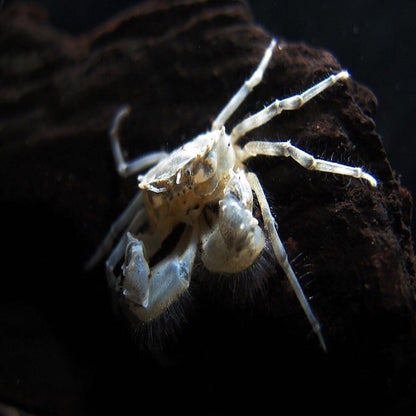 Thai Micro Crab (Limnopilos naiyanetri)