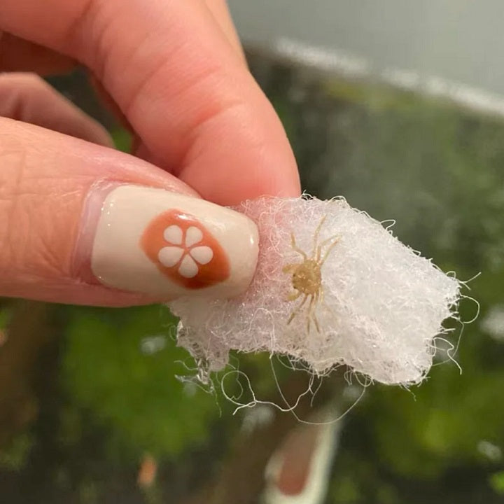 Thai Micro Crab (Limnopilos naiyanetri)