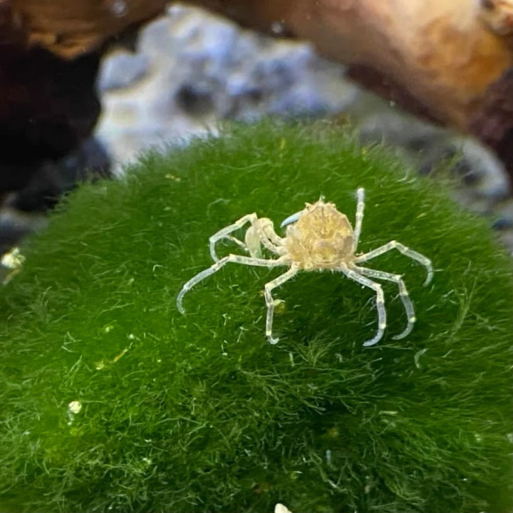 Thai Micro Crab (Limnopilos naiyanetri)