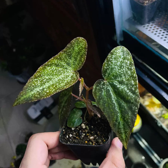 Begonia variabilis (The upgrated version)