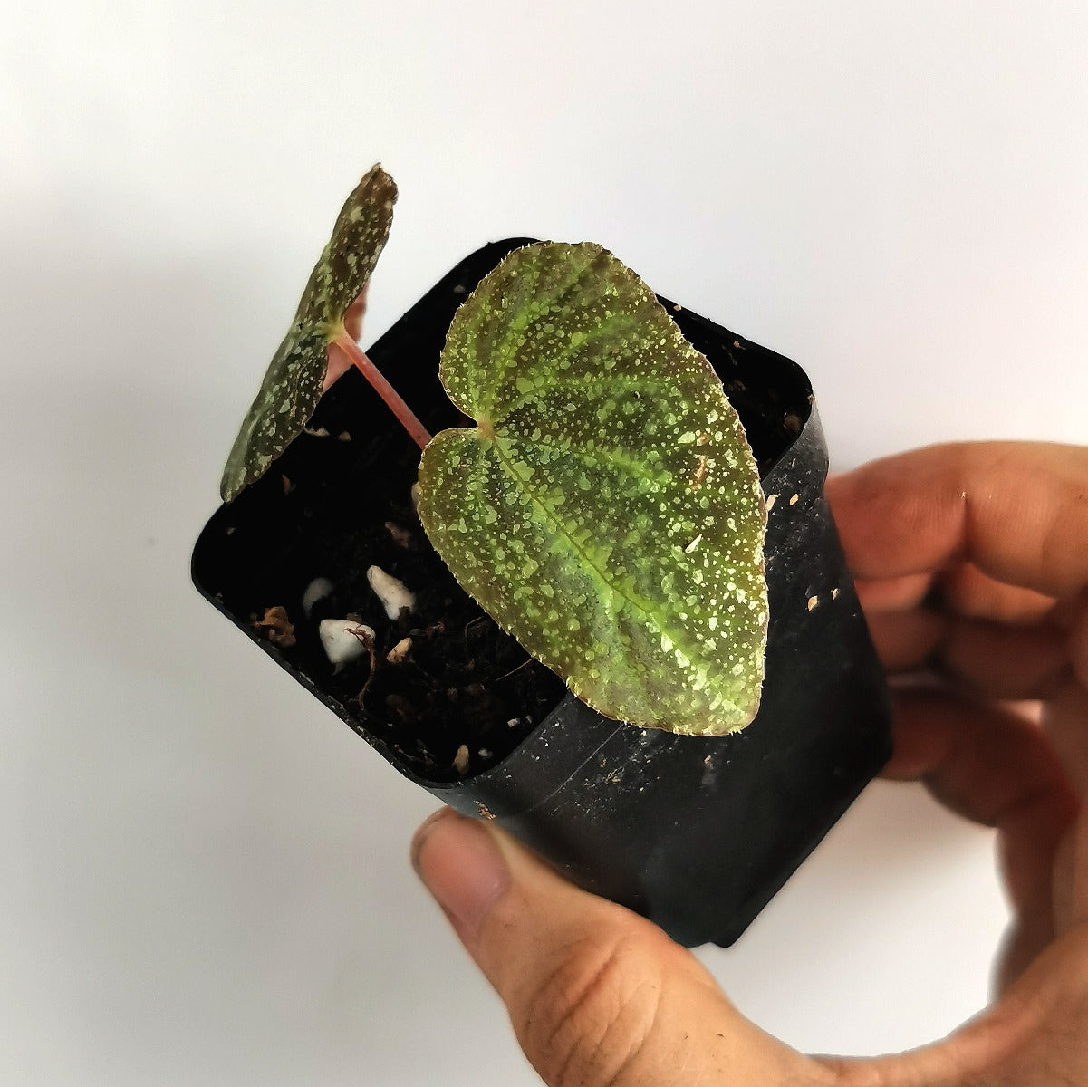 Begonia variabilis (The upgrated version)