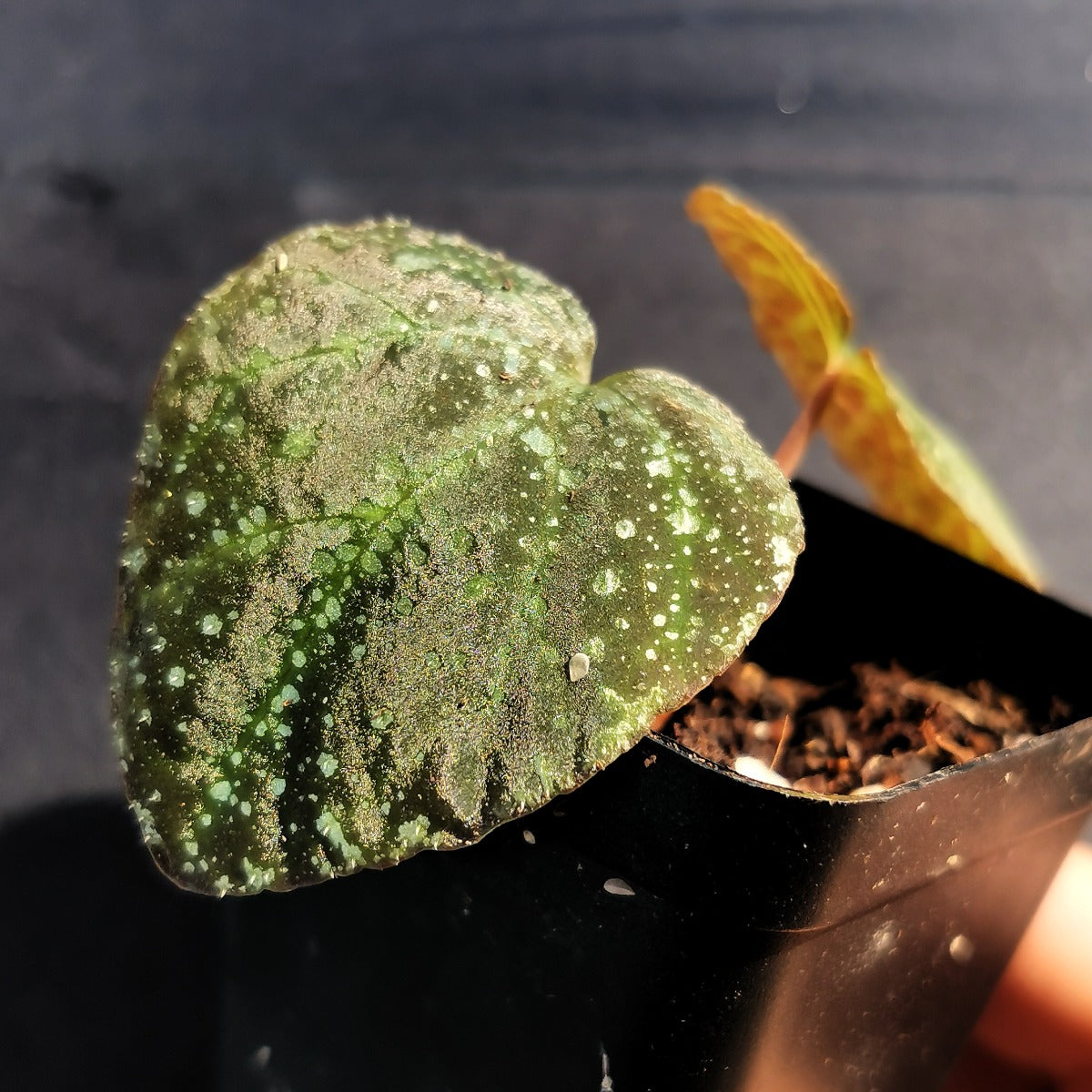 Begonia variabilis (The upgrated version)