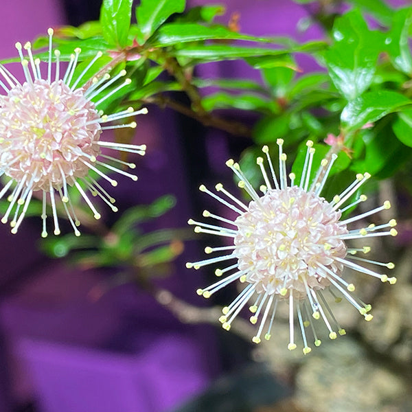 Thinlear Adina Fruit  (Adina rubella Hance)