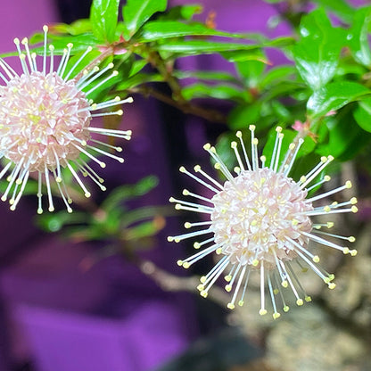 Thinlear Adina Fruit  (Adina rubella Hance)