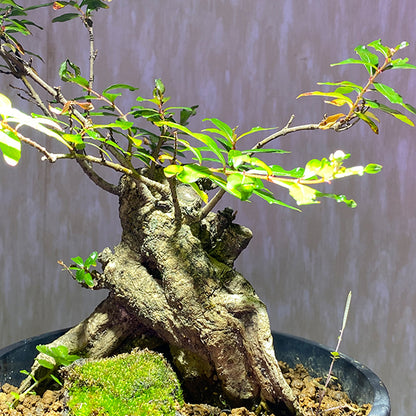 Thinlear Adina Fruit  (Adina rubella Hance)