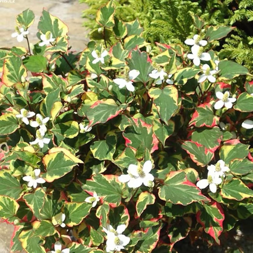 Thunb (Houttuynia cordata)