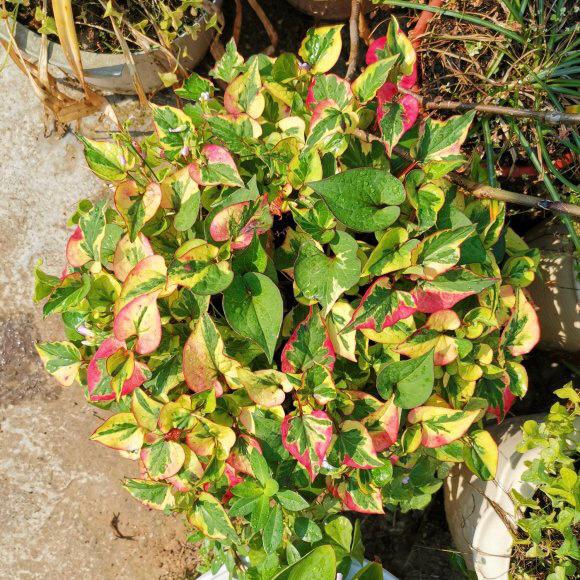 Thunb (Houttuynia cordata)