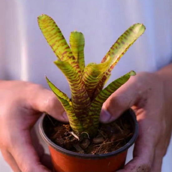 Tiger Cub (Bromeliad  neoregelia)