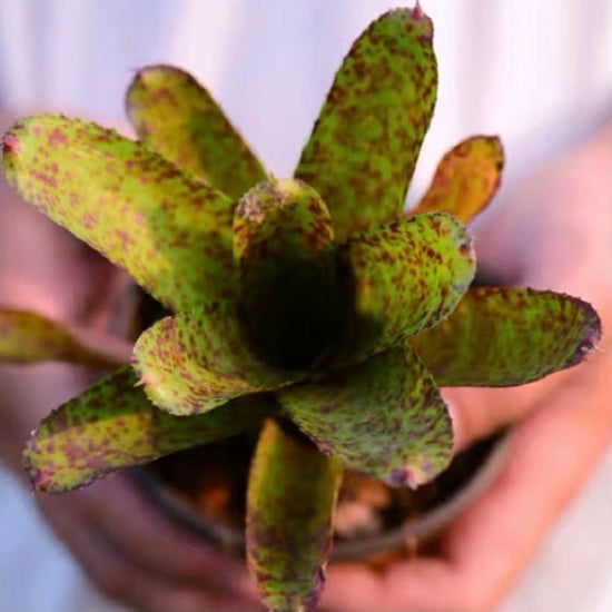 Tiger Cub (Bromeliad  neoregelia)