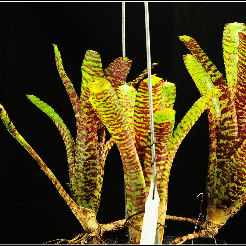 Tiger Cub (Bromeliad  neoregelia)