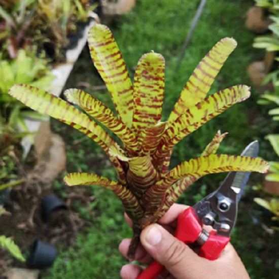 Tiger Cub (Bromeliad  neoregelia)
