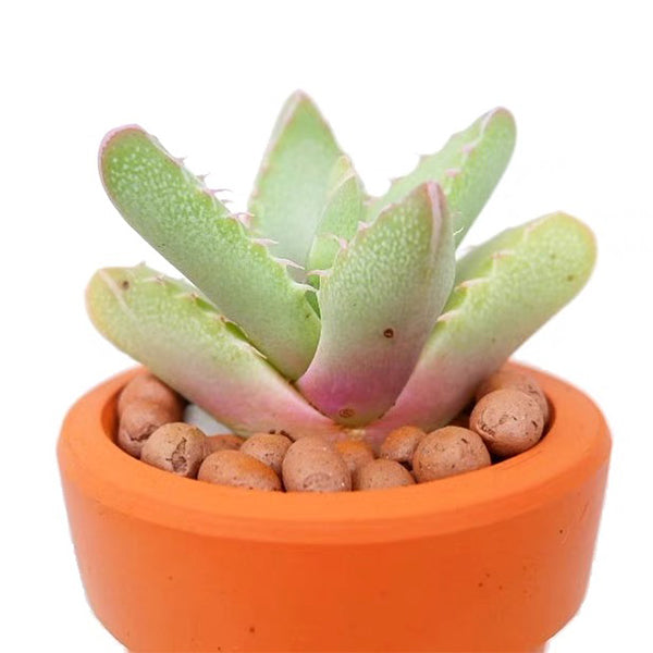 Tiger's Jaw ( Faucaria Tigrina )