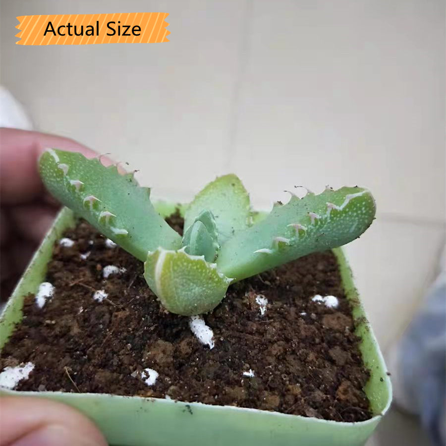 Tiger's Jaw ( Faucaria Tigrina )