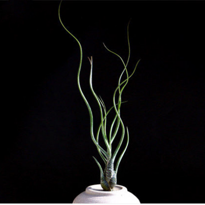 Tillandsia butzii