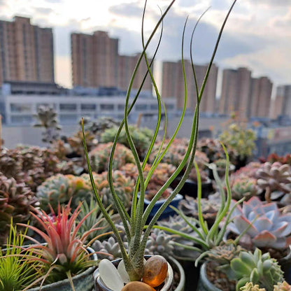 Tillandsia butzii