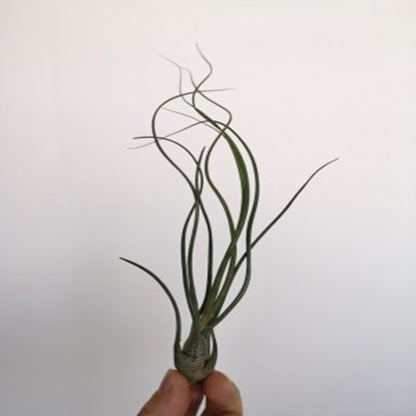 Tillandsia butzii