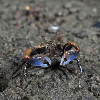 Buddhist Crab(Tmethypocoelis Ceratophora)