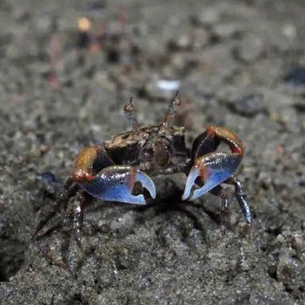 Buddhist Crab(Tmethypocoelis Ceratophora)