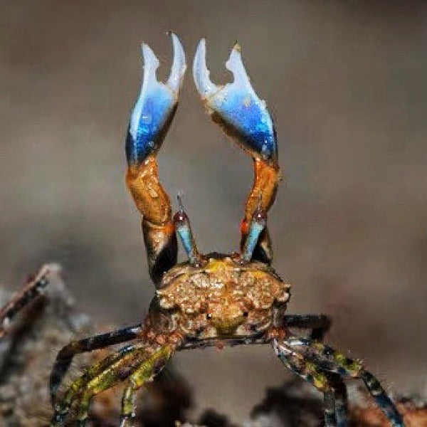 Buddhist Crab(Tmethypocoelis Ceratophora)