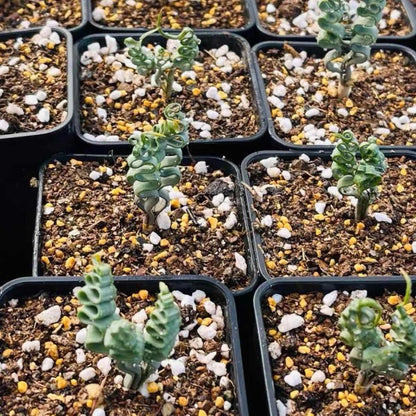 trachyandra succulent Trachyandra tortilis for sale – My Home Nature