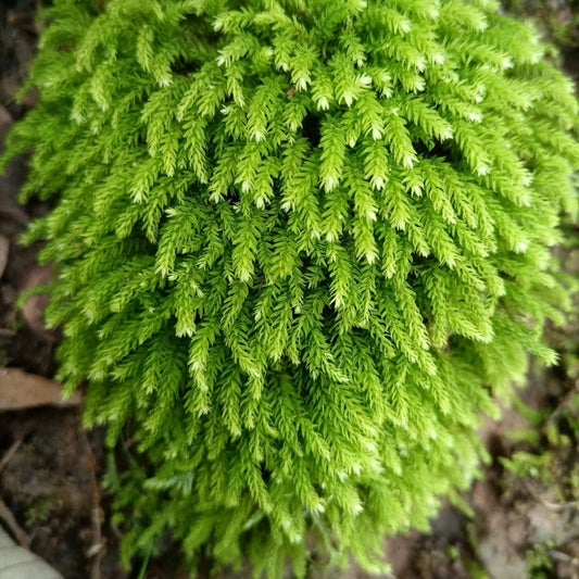 Trachycystis microphylla