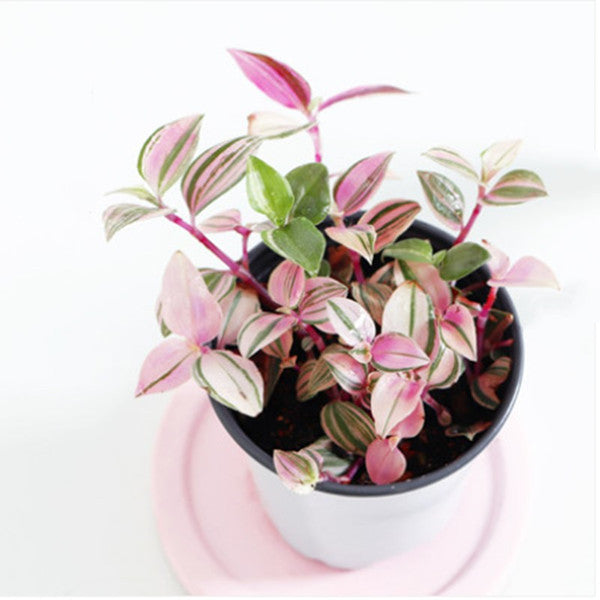 Tradescantia fluminensis 'Tricolor Minima'