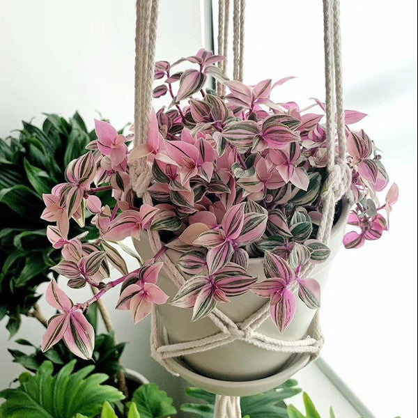 Tradescantia fluminensis 'Tricolor Minima'