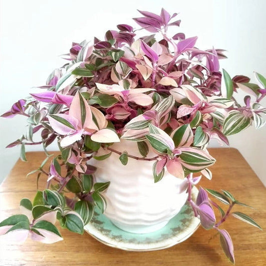 Tradescantia fluminensis 'Tricolor Minima'